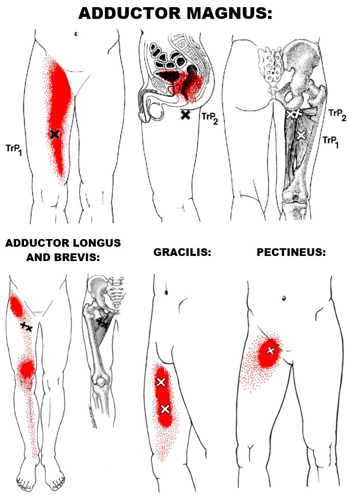 hip adductors trp