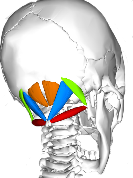 Suboccipital muscles